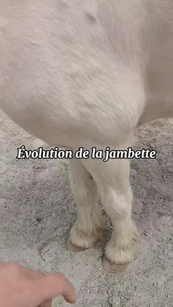 évolution jambette