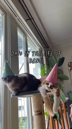 Cat Vlog