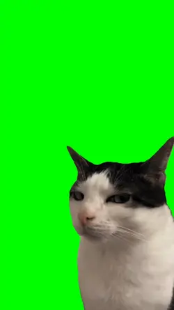 cat side eye