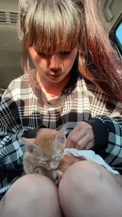 Stray Kittens 😿