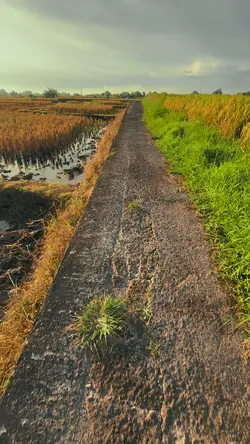Vlog jogging