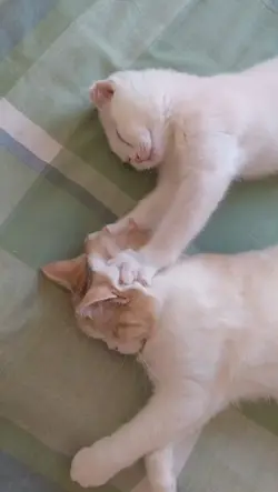 kucing lucu
