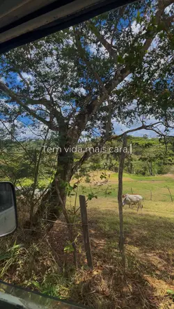 Simplicidade da vida