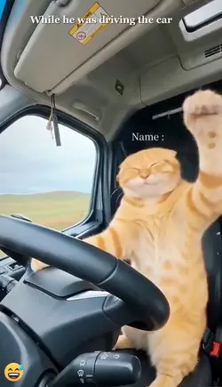 Funny Cat Trend