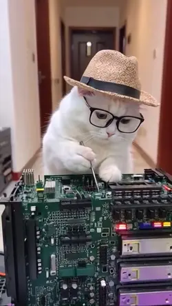Electrician Cat fun