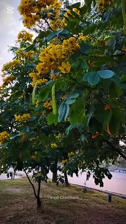 ISLAMABAD 