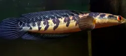 ikan channa hias