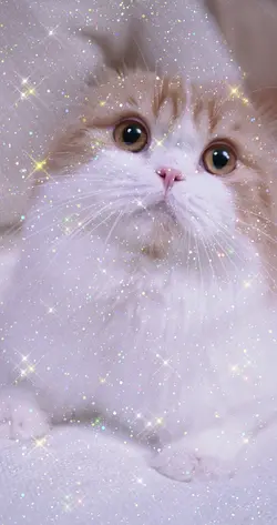 Sparkling cat