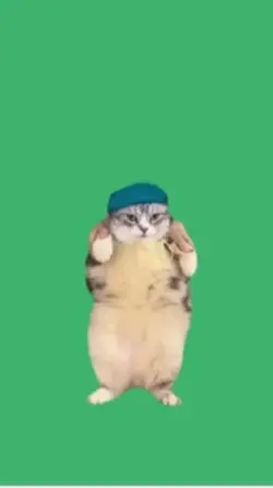 ねこみーーーーーむ