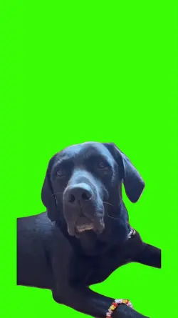 Dog/Cachorro 
