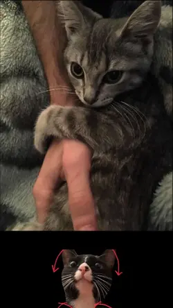 Cute Cat
