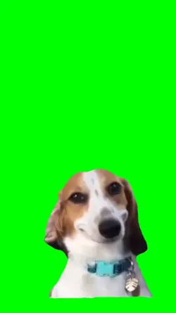 Dog Smile