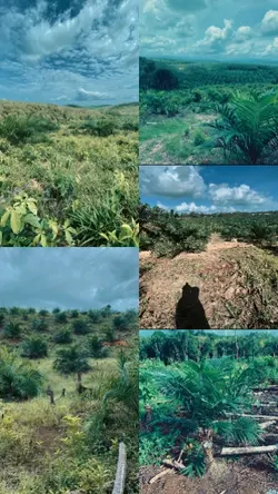petani sawit muda 