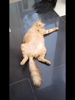posisi enak tidur