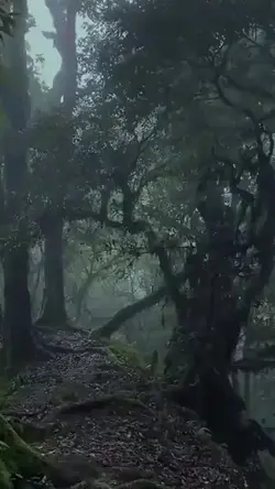 SUASANA HUTAN