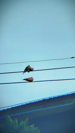 โทนสี+เอฟเฟค