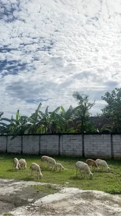 Anak gembala