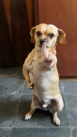 CACHORRO DANÇANDO
