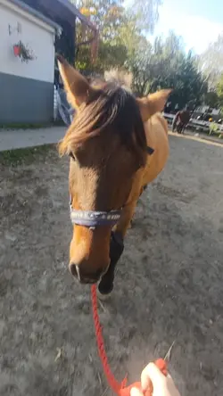 Koniara