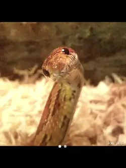 Little snake 