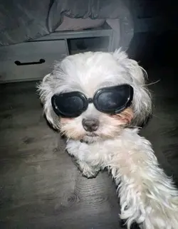 dowgisss