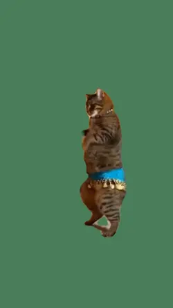 Belly dance Cat
