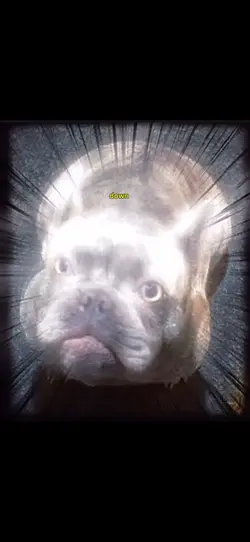 Singing dog