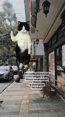 meme kucing
