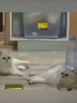 These cats 😱