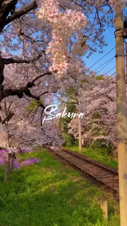 Sakura