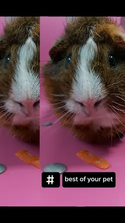 Best of pets