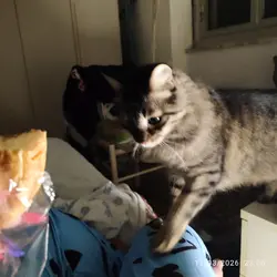 gatto 