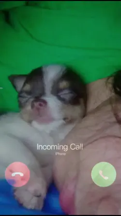 prank call
