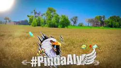Pinda Aly