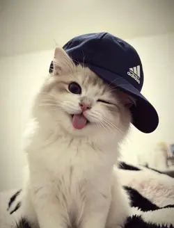 jj kucing sakading