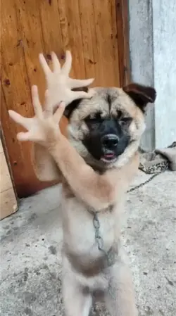 Bird Gesture Danc