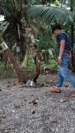Larawang Kupas Trend
