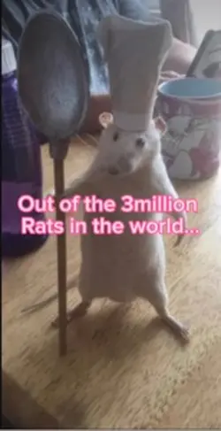 RATATOUILLE 