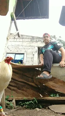 funny dog video