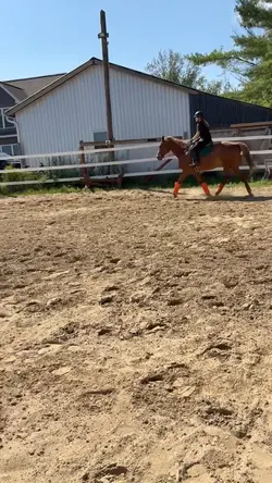 trot trot 