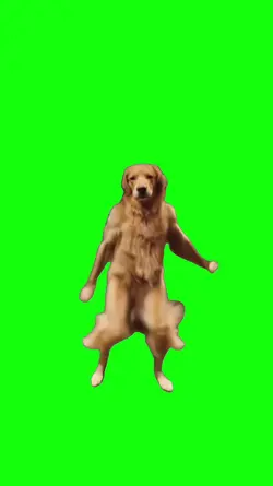 dancing dog meme