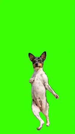 Dog/Cachorro 