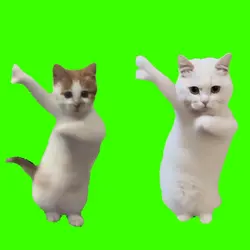 duo kucing joget 1:1