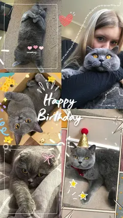 Birthday Cat