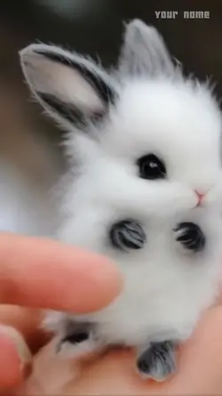 Cute tiny Ai rabbit 