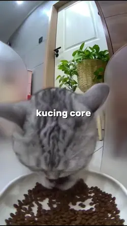 kucing core 2 video