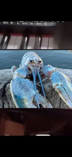 Blue lobste