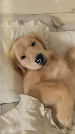 Pet Love