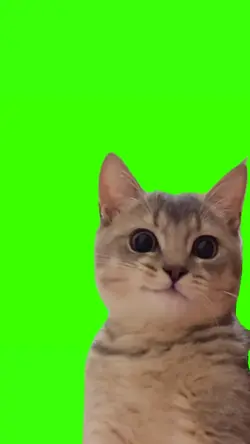 cat smiling meme