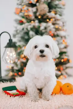 Singing Dog AI